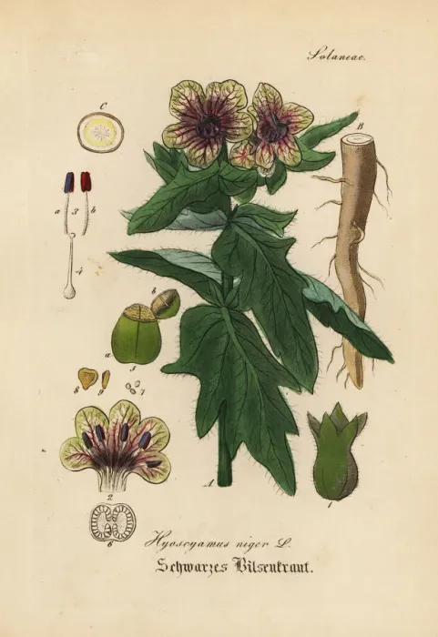 Framed Print : Black henbane or stinking nightshade, Hyoscyamus niger Framed Print : Black henbane or stinking nightshade, Hyoscyamus niger