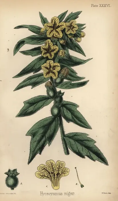 Framed Print : Black henbane or stinking nightshade, Hyoscyamus niger Framed Print : Black henbane or stinking nightshade, Hyoscyamus niger