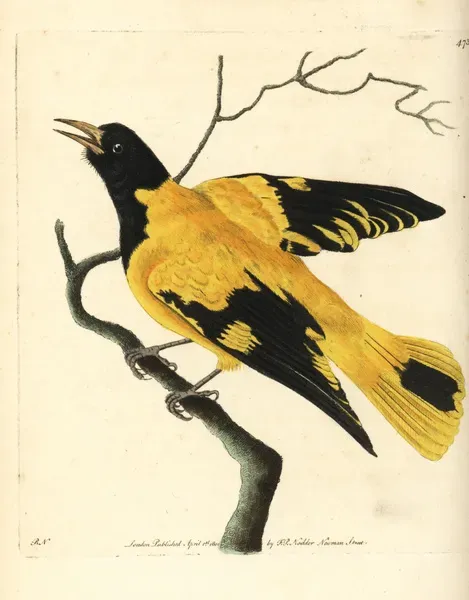 Black-hooded Oriole Print, 1800. Art Prints, Posters & Puzzles