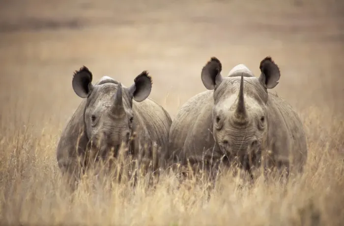 Framed Print : Black  /  Hooked-lipped Rhinoceros - two in long grass