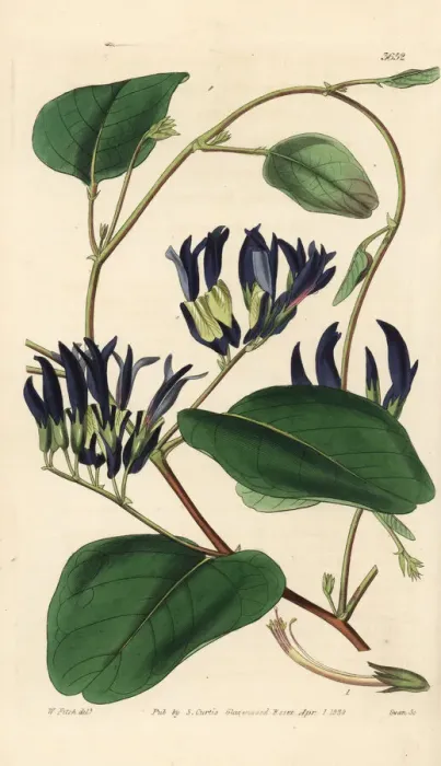 Framed Print : Black kennedia, Kennedia nigricans Framed Print : Black kennedia, Kennedia nigricans