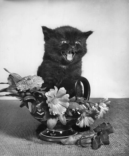 Black kitten with vase of flowers