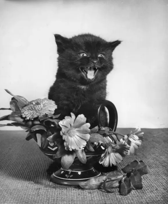 Framed Print : Black kitten with vase of flowers Framed Print : Black kitten with vase of flowers