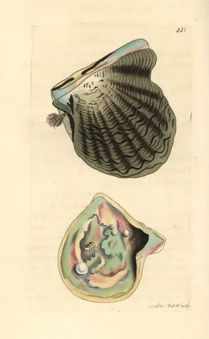 Framed Print : Black-lip oyster, Pinctada margaritifera Framed Print : Black-lip oyster, Pinctada margaritifera