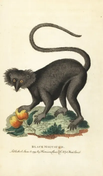 Framed Print : Black maucauco or black lemur, Eulemur macaco Framed Print : Black maucauco or black lemur, Eulemur macaco