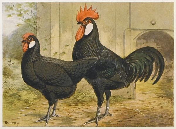 Black Minorca Cock, Hen