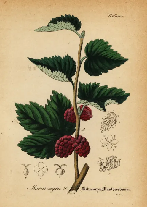 Framed Print : Black mulberry, Morus nigra Framed Print : Black mulberry, Morus nigra