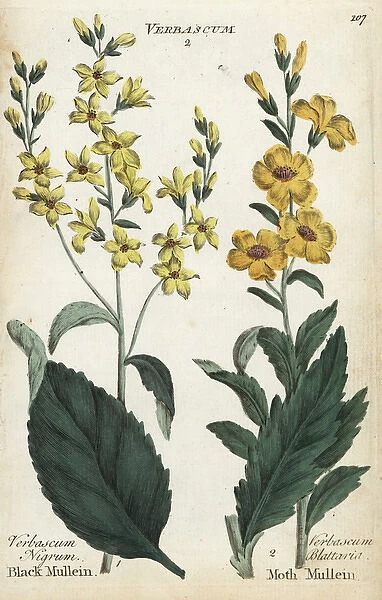 Black mullein, Verbascum nigrum, and moth mullein
