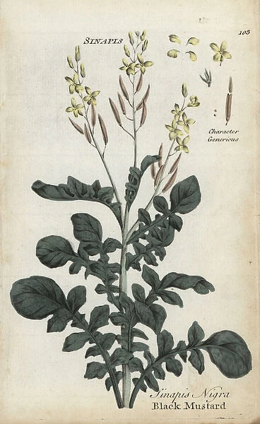 Black mustard, Brassica nigra