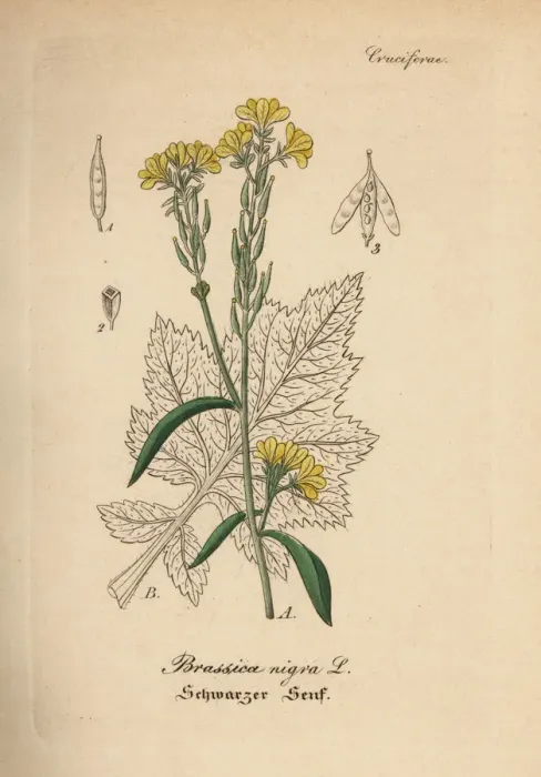 Framed Print : Black mustard, Brassica nigra Framed Print : Black mustard, Brassica nigra
