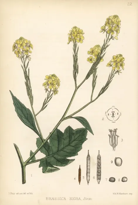 Framed Print : Black mustard, Brassica nigra Framed Print : Black mustard, Brassica nigra