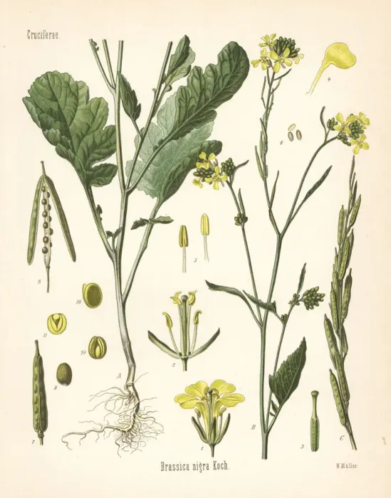 Framed Print : Black mustard, Brassica nigra Framed Print : Black mustard, Brassica nigra