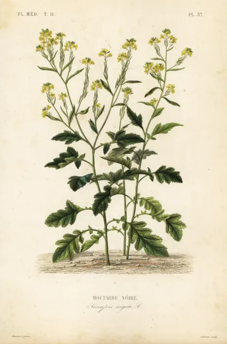 Framed Print : Black mustard, Brassica nigra, Sinapis nigra Framed Print : Black mustard, Brassica nigra, Sinapis nigra