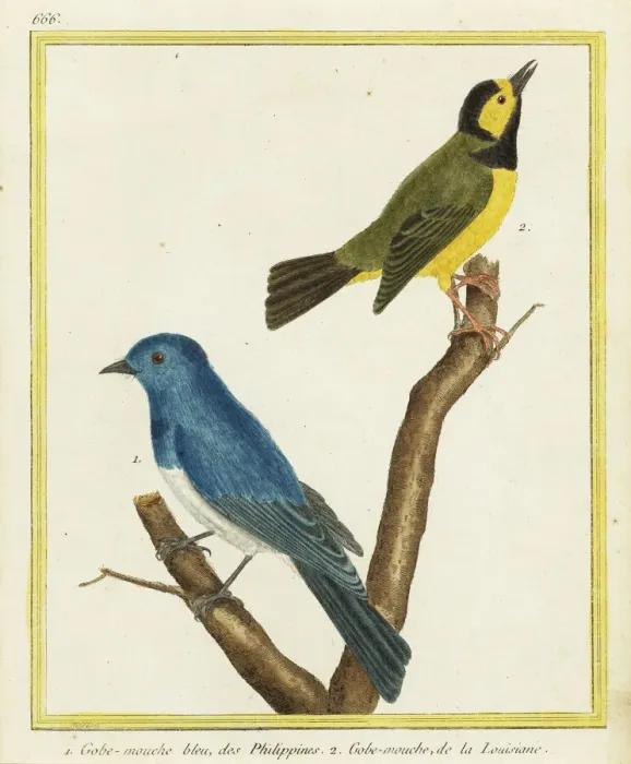 Framed Print : Black-naped monarch and hooded warbler Framed Print : Black-naped monarch and hooded warbler