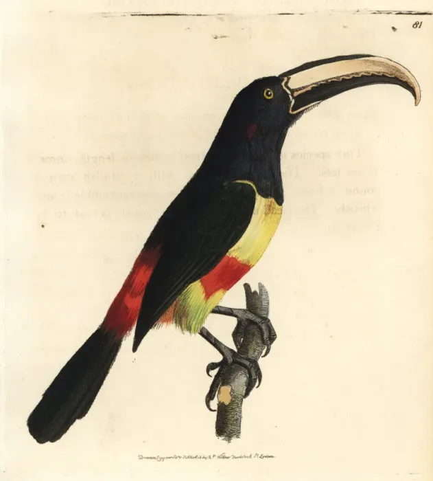 Framed Print : Black-necked aracari, Pteroglossus aracari Framed Print : Black-necked aracari, Pteroglossus aracari