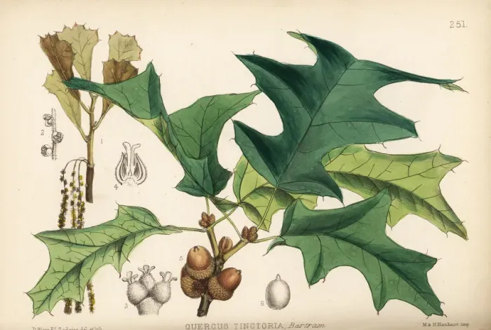 Framed Print : Black oak, Quercus velutina Framed Print : Black oak, Quercus velutina