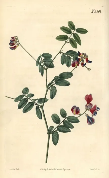 Framed Print : Black pea, Lathyrus niger Framed Print : Black pea, Lathyrus niger