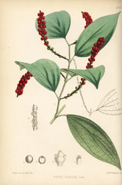 Framed Print : Black pepper or murich, Piper nigrum Framed Print : Black pepper or murich, Piper nigrum