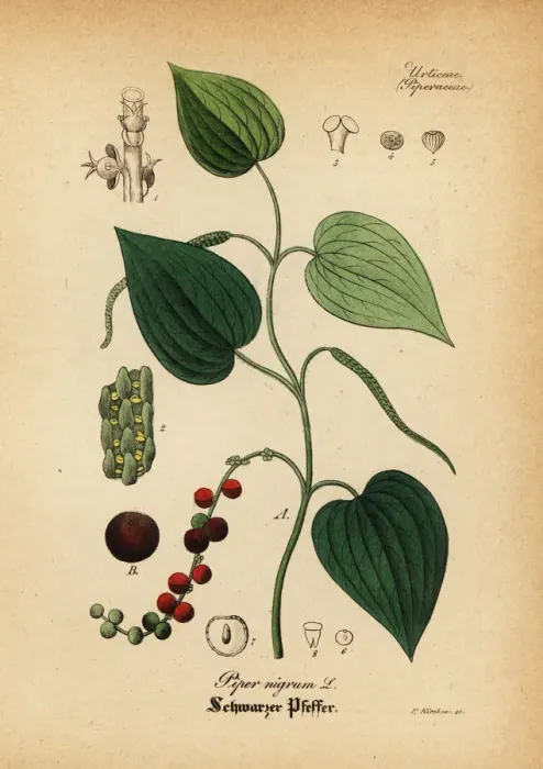 Framed Print : Black pepper, Piper nigrum Framed Print : Black pepper, Piper nigrum