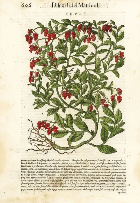 Framed Print : Black pepper, Piper nigrum (Pepe) Framed Print : Black pepper, Piper nigrum (Pepe)