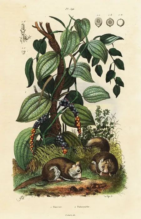 Framed Print : Black pepper and southern flying squirrel Framed Print : Black pepper and southern flying squirrel