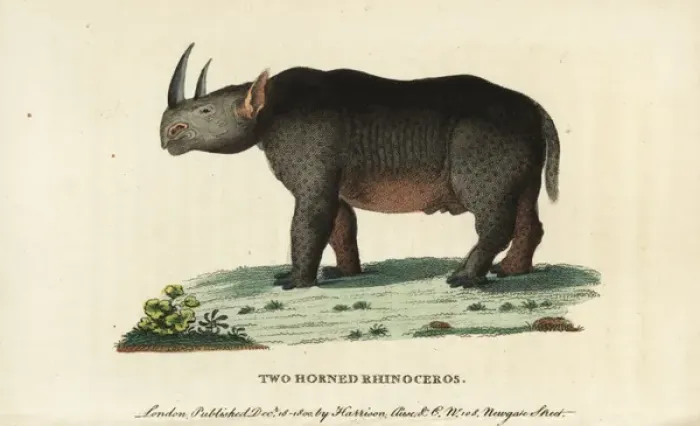Framed Print : Black rhinoceros, Diceros bicornis Framed Print : Black rhinoceros, Diceros bicornis