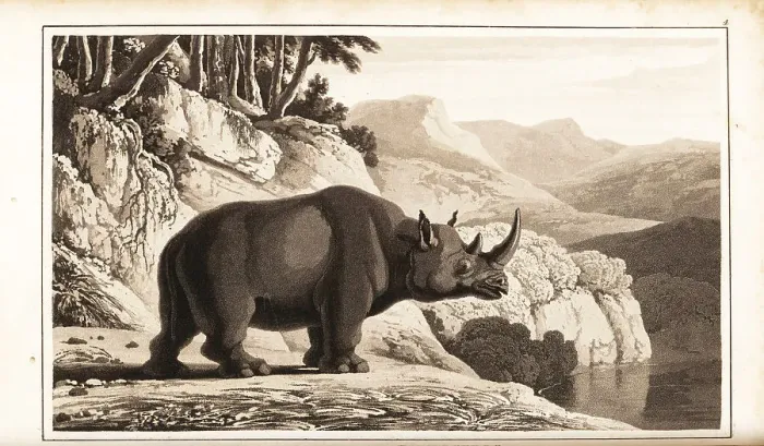 Framed Print : Black rhinoceros, Diceros bicornis, critically endangered Framed Print : Black rhinoceros, Diceros bicornis, critically endangered
