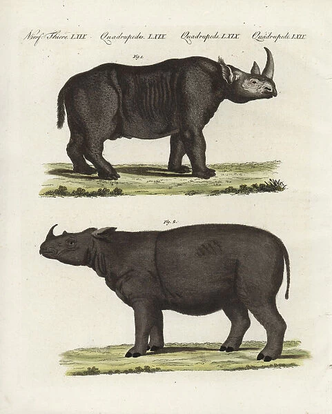 Black rhinoceros and extinct Sumatran rhinoceros