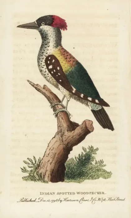 Framed Print : Black-rumped flameback, Dinopium benghalense Framed Print : Black-rumped flameback, Dinopium benghalense