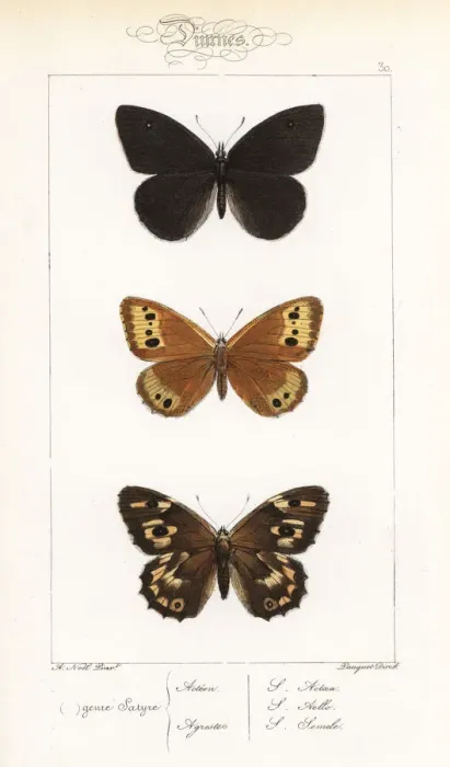 Framed Print : Black satyr, Norse grayling and grayling female Framed Print : Black satyr, Norse grayling and grayling female