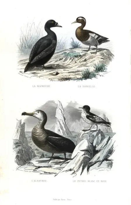 Framed Print : Black scoter, Eurasian teal, albatross and Cape petrel Framed Print : Black scoter, Eurasian teal, albatross and Cape petrel