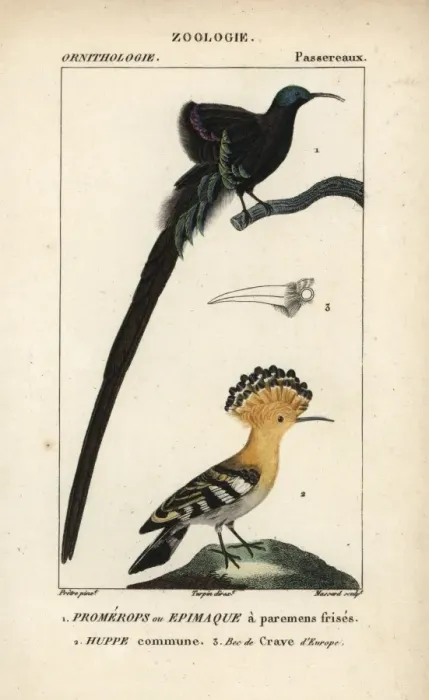 Framed Print : Black sicklebill, Epimachus fastosus (vulnerable) Framed Print : Black sicklebill, Epimachus fastosus (vulnerable)