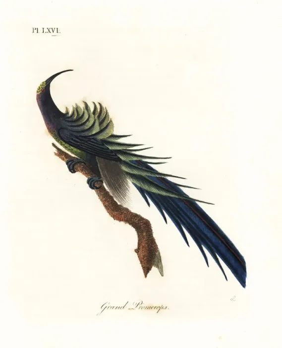 Framed Print : Black sicklebill, Epimachus fastosus. Vulnerable Framed Print : Black sicklebill, Epimachus fastosus. Vulnerable
