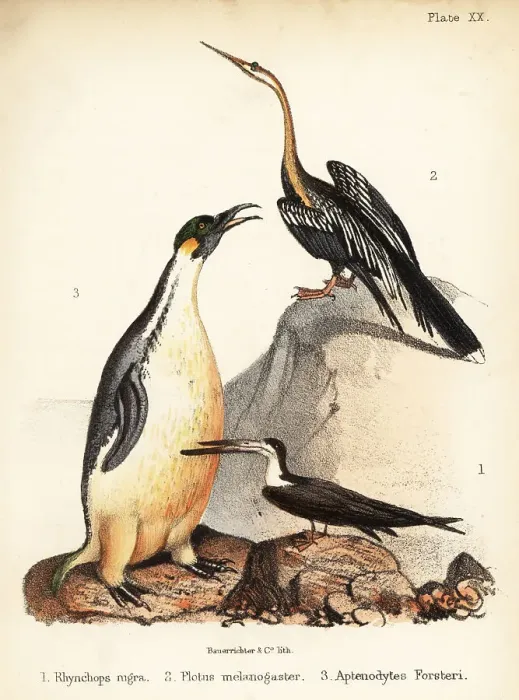 Framed Print : Black skimmer, Oriental darter and emperor penguin Framed Print : Black skimmer, Oriental darter and emperor penguin