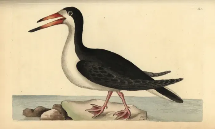Framed Print : Black skimmer, Rynchops niger Framed Print : Black skimmer, Rynchops niger