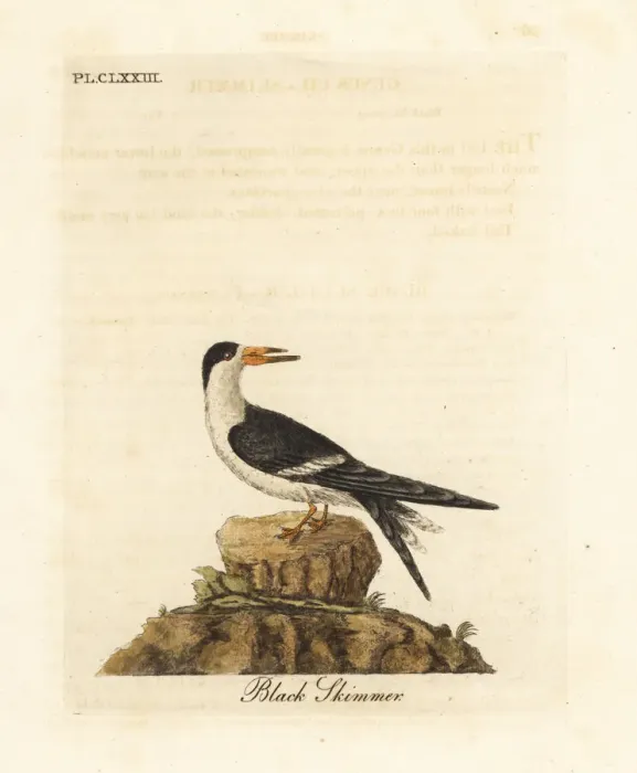 Framed Print : Black skimmer, Rynchops niger Framed Print : Black skimmer, Rynchops niger