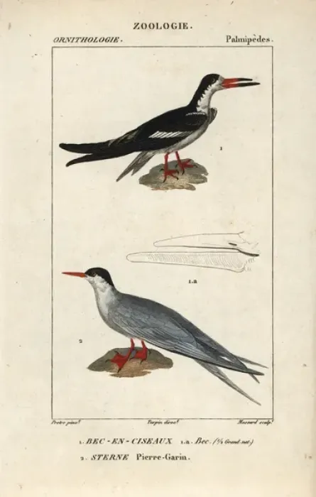 Framed Print : Black skimmer, Rynchops niger, and common tern Framed Print : Black skimmer, Rynchops niger, and common tern