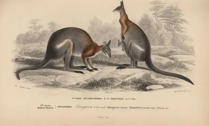Framed Print : Black-striped wallaby, Macropus dorsalis Framed Print : Black-striped wallaby, Macropus dorsalis