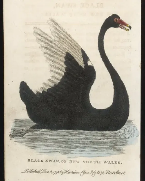 Framed Print : BLACK SWAN Framed Print : BLACK SWAN