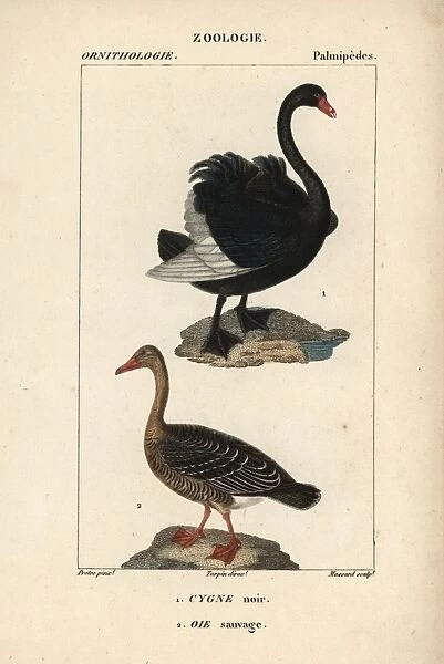 Black swan, Cygnus atratus, and wild greylag