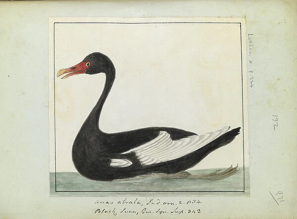 Black swan, Latham Collection vol. 6, f. 971