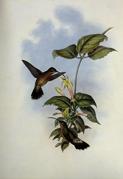 Black-Tailed Hermit, Glaucis Melanura Date: 1859