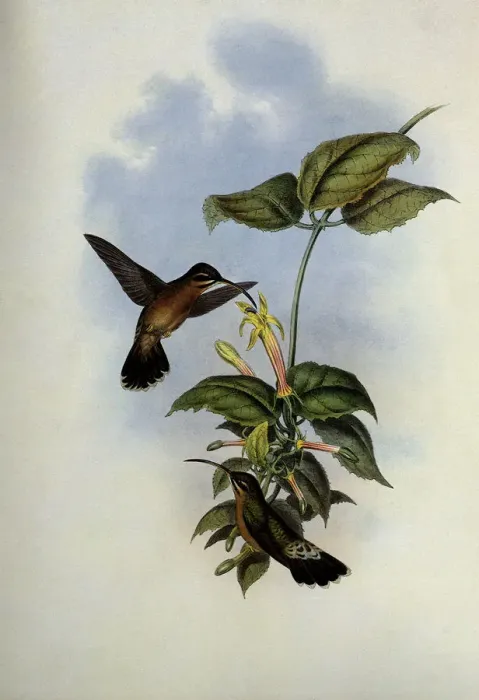 Framed Print : Black-Tailed Hermit, Glaucis Melanura Date: 1859 Framed Print : Black-Tailed Hermit, Glaucis Melanura Date: 1859