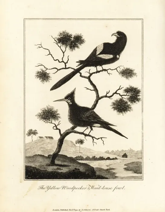 Framed Print : Black-tailed trogon and chestnut woodpecker Framed Print : Black-tailed trogon and chestnut woodpecker