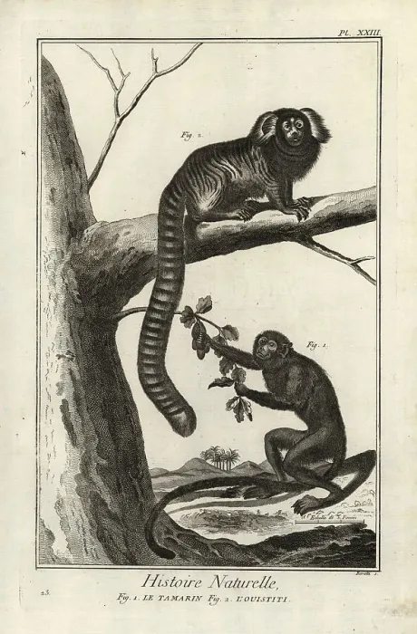Framed Print : Black tamarin and marmoset Framed Print : Black tamarin and marmoset