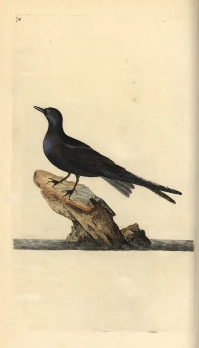 Framed Print : Black tern, Chlidonias niger