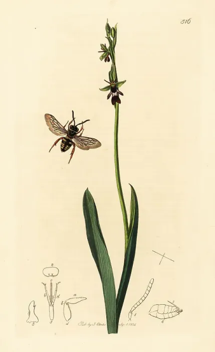 Framed Print : Black-thighed epeolus cuckoo bee and fly orchid Framed Print : Black-thighed epeolus cuckoo bee and fly orchid