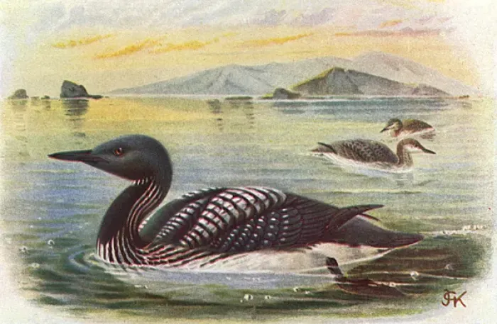 Framed Print : Black-throated Diver (Gavia arctica) Framed Print : Black-throated Diver (Gavia arctica)