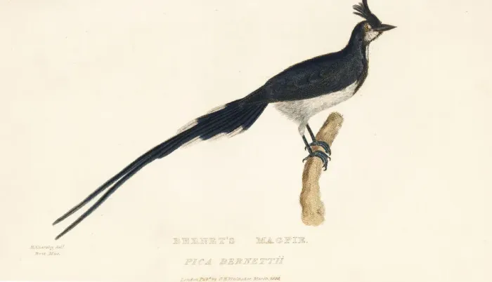 Framed Print : Black-throated magpie-jay, Calocitta colliei Framed Print : Black-throated magpie-jay, Calocitta colliei