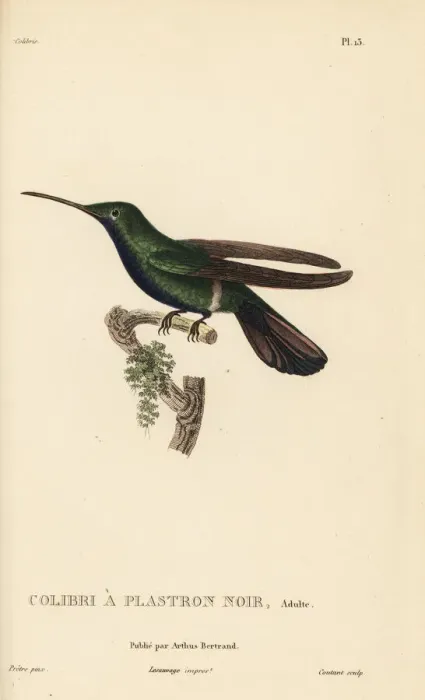 Framed Print : Black-throated mango, Anthracothorax nigricollis Framed Print : Black-throated mango, Anthracothorax nigricollis